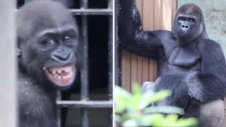 ゴリラ舎に響く絶叫！父親に怒って大声で抗議するキンタロウ⭐️Gorilla【京都市動物園】Kintaro was angry at his father and protested loudly.