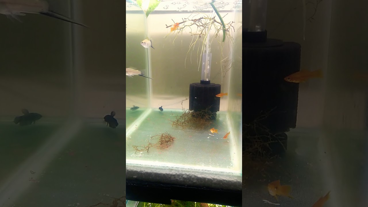 aquarium plants Redsword fish - Mating dance