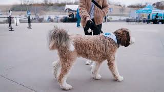 Royals - Bark at the Park TV