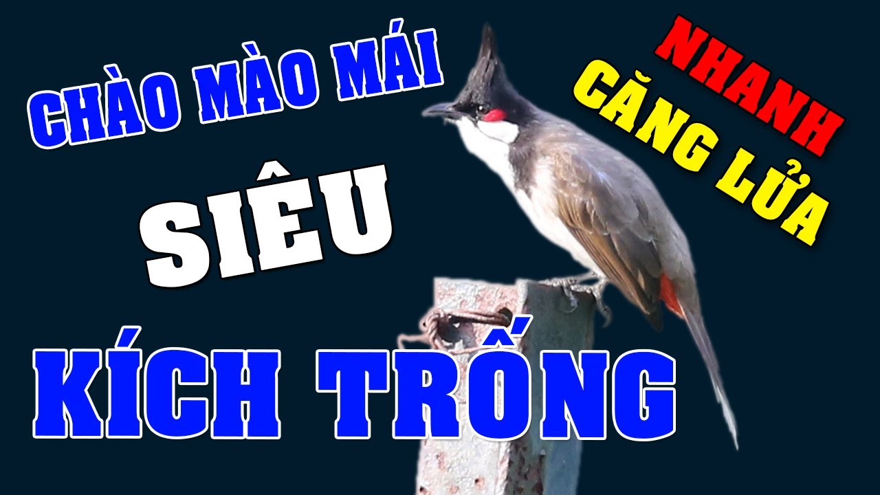 Chào mào mái hót kích trống