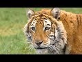 Animal Park - Tiger Operations & Bongos | Safari Park Documentary | Natural History Channel