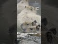Meet the cutest capybara family 🥰🫶 #capybara #shorts