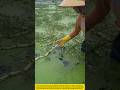 What hides in this emerald aquatic sea? Uncovering the unique harvesting art of water vegetables!