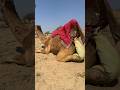 المرأة تحاول إخراج الكيس الأصفر العالق بين ساقي الجمل وسط لحظات من التوتر