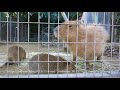姫路市立動物園のカピバラ の動画、YouTube動画。