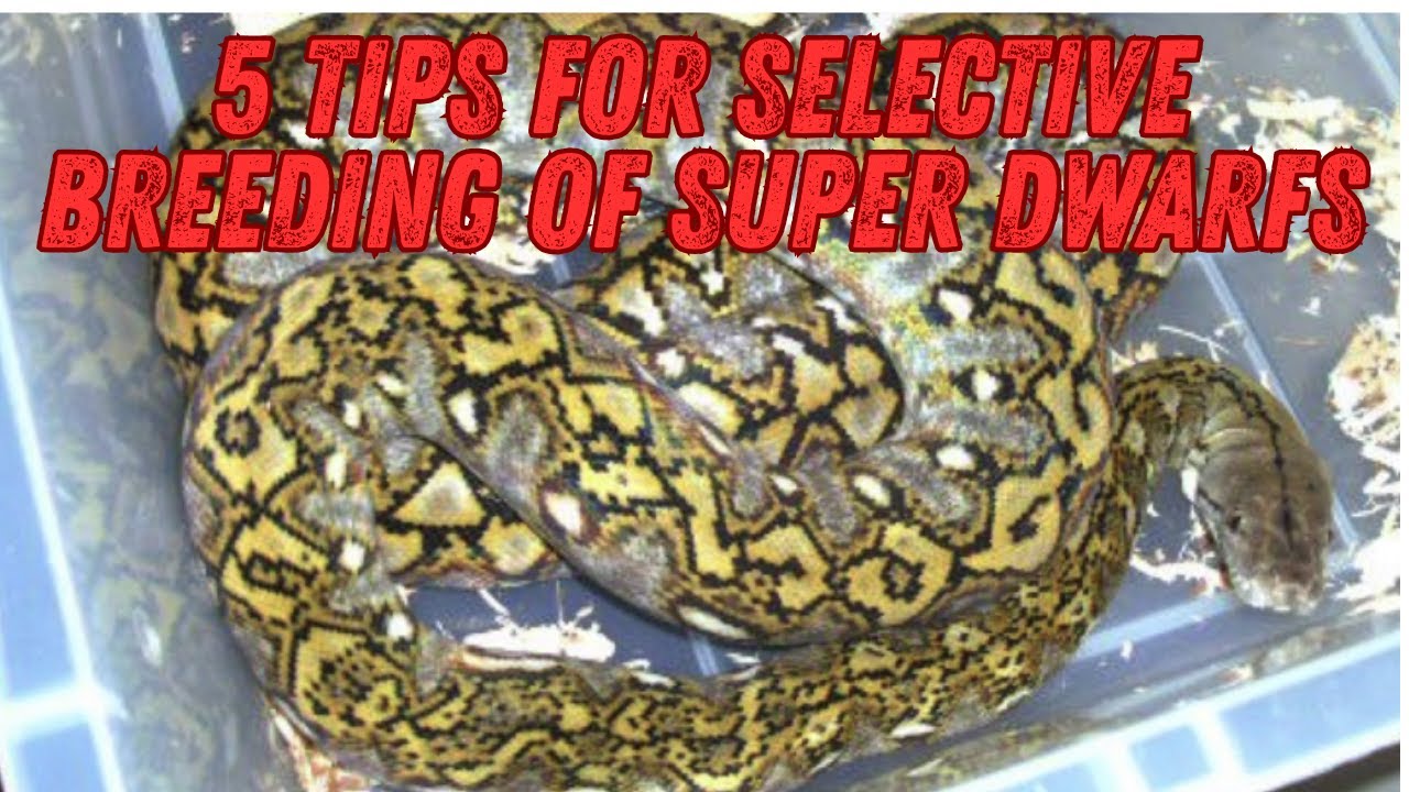 5 СОВЕТОВ ПО СЕЛЕКЦИОННОМУ ВЫВЕДЕНИЮ СУПЕР-КАРЛИКОВ
