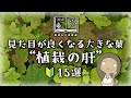 【植物の選び方】見た目を良くする大きな葉っぱ15選|日陰・半日陰・日なたで紹介