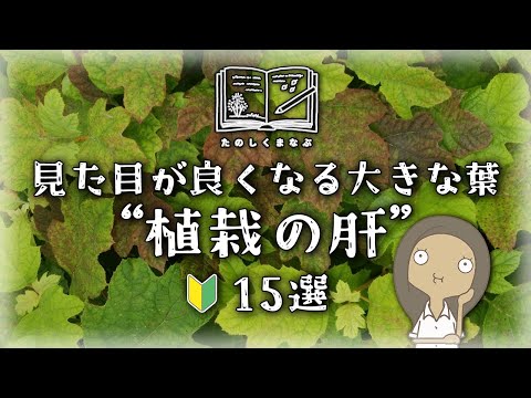 南部の遮陰樹、失敗しない選び方：プロが教える3つのポイント