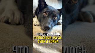Что случилось с собаками из-за смены корма 😱