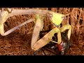 Praying Mantis Capturing And Eating A Black Widow Spider (Warning: Graphic Content)