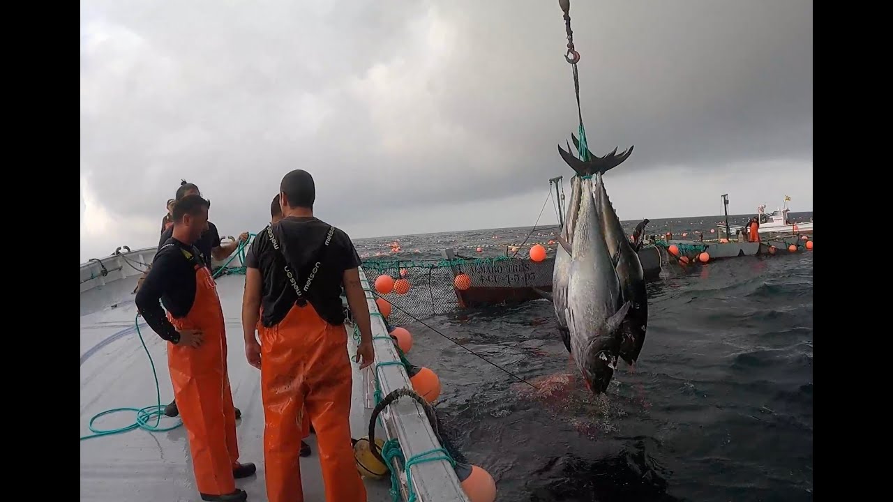 Almadraba de Barbate. Primera 'levantá' de la temporada 2023.