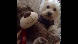 Compañeros De Mis Horas - Raphael