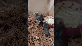 Baby Possums eating out of a bowl, hardest part is over. #possum #babyanimals #wildlife #homestead
