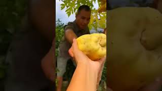 Golden papaya #organicfruits #rurallifestyle #fruits