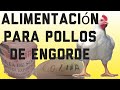 ALIMENTO para POLLOS DE ENGORDE | NEGOCIO DESDE CASA |