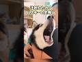 ハスキーの可愛すぎてニヤける動画まとめwww #ハスキー #犬 #犬のいる暮らし #犬のいる生活 #いぬ #可愛い #かわいい #癒し #ペット #動物 #2ch #shorts
