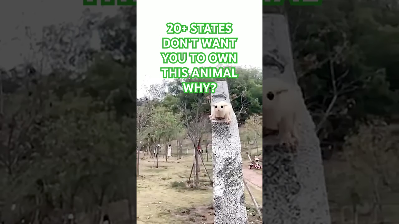 Why 20+ States Don’t Want You to Own THIS cute Animal!