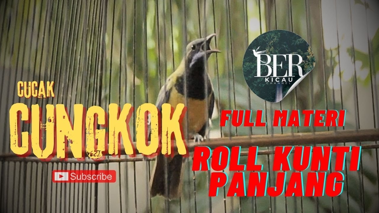 CUCAK CUNGKOK TEMBAKAN KUNTI PANJANG !!! TERBARU !!!  #cucakcungkokgacor #masteranjernih