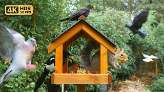 Cat TV for Cats to Watch 😸 Squirrels visit bird house 🕊️🐿️ Bird videos for cats