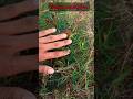 এক ধরনের জাদুর গাছের পাতা | #shorts #viralshorts #shortvideo #magic #tree #flowers | MORAD VLOGS