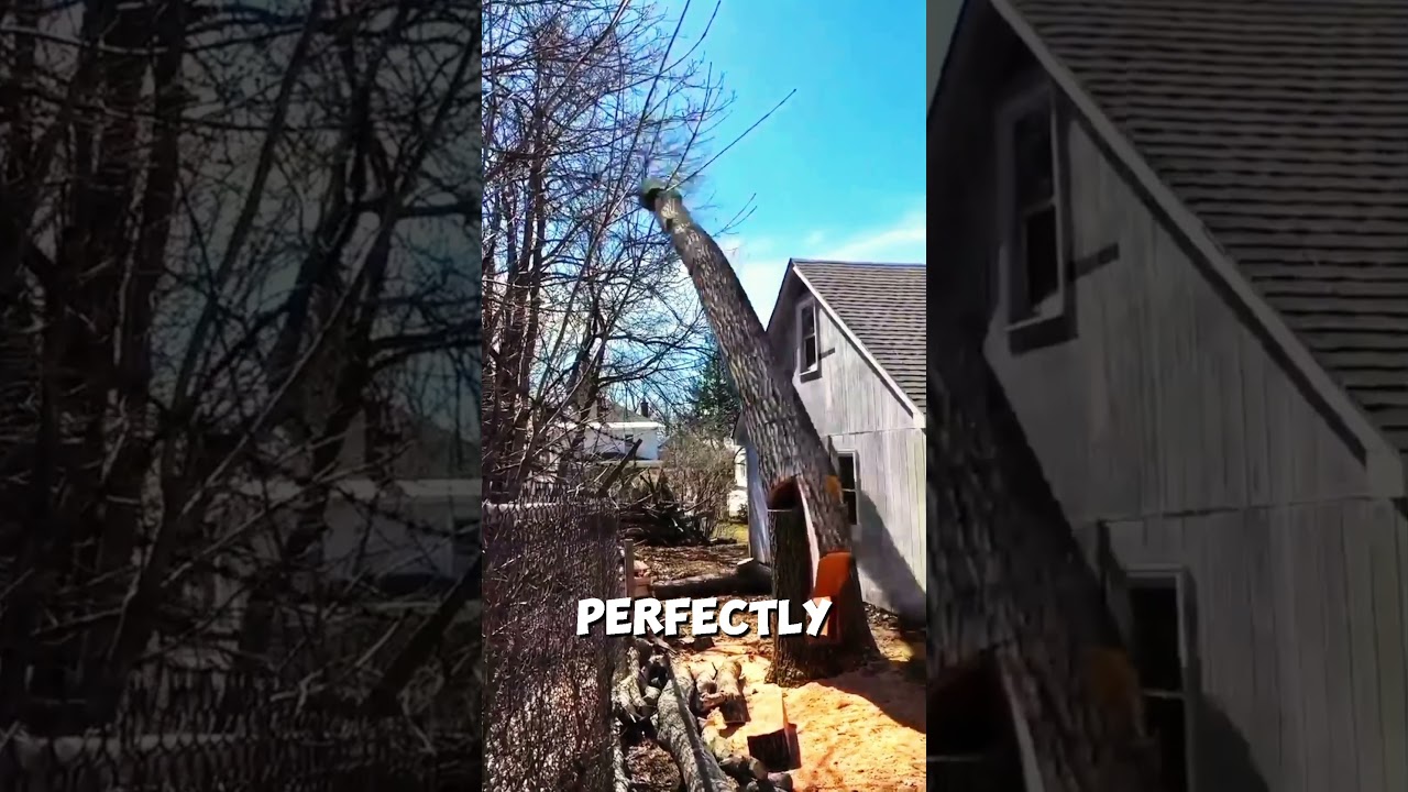 Smart Solution in Tree Cutting