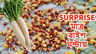 আমি তো SURPRISE মাত্র বাইশ ঘন্টায় মুলার বীজের অঙ্কুর হওয়া দেখে DESI RADDISH HOME GERMINATE UK