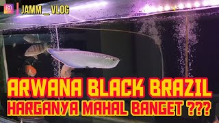 PENGALAMAN JAMM VLOG MEMELIHARA ARWANA BLACK BRAZIL - ARWANA LANGKA DARI NEGARA BRAZIL
