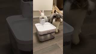DownyPaws FurSink Wireless Fountain is also suitable for those bunnies friends#rabbit #bunny