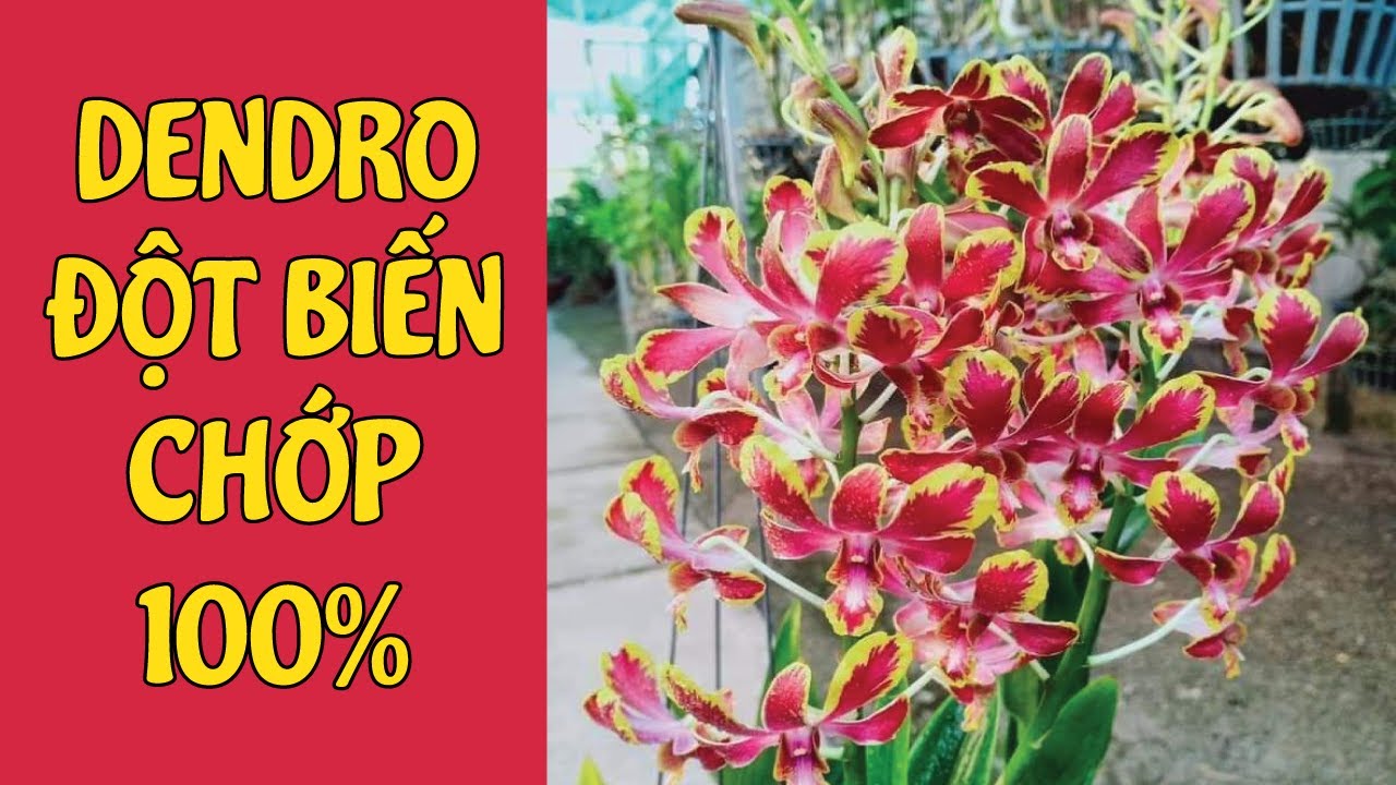 Dendro Chớp