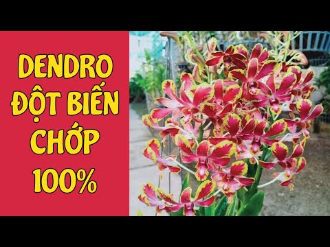 Video Dendro Chớp 