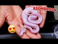 ¡Esto Es Increíble! Esta Serpiente Es Hermosa!