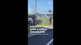 Truck crash along I-40 releases a million bees near downtown Knoxville