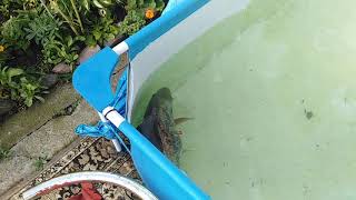 Cyprinus Carpio 11 Kg In The Swimming Pool