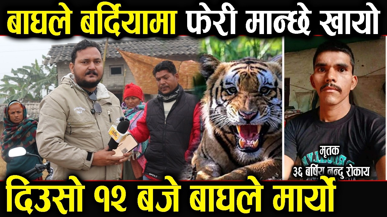 दुखत..बर्दियामा बाघले हेर्दा हेर्दै दाईलाई खायाे..घाँस का