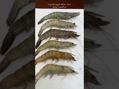 الفرق بين انواع الجمبري من حيث الالوان