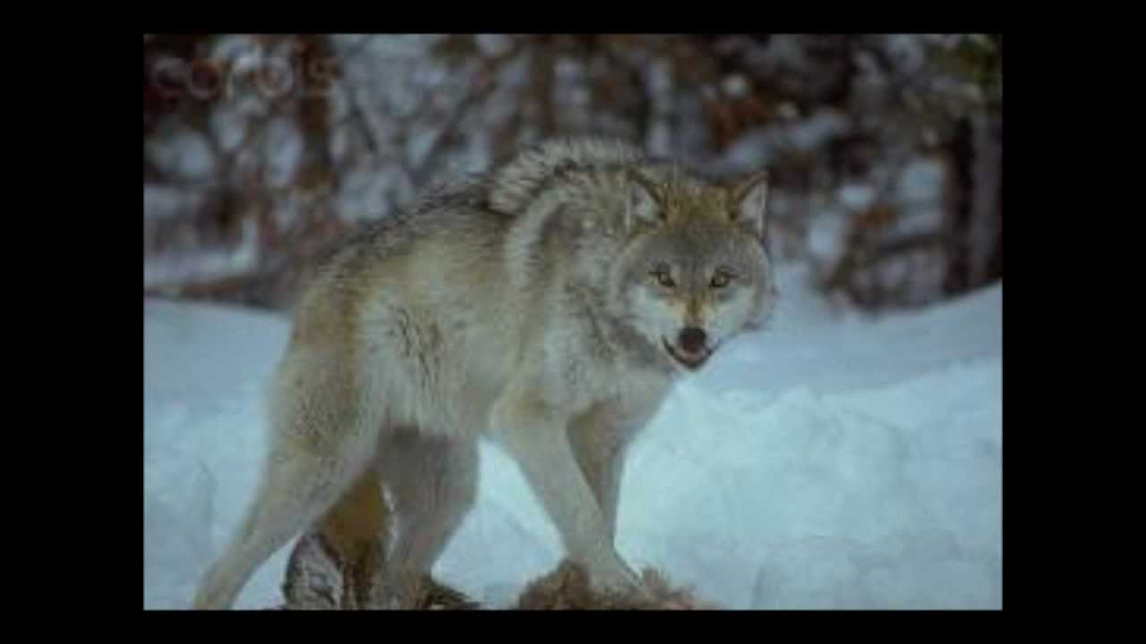 Dragons And wolves - Monster.wmv