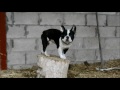 Hound with a head for heights: Bentley the ladder-climbing dog