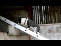 Hound with a head for heights: Bentley the ladder-climbing dog