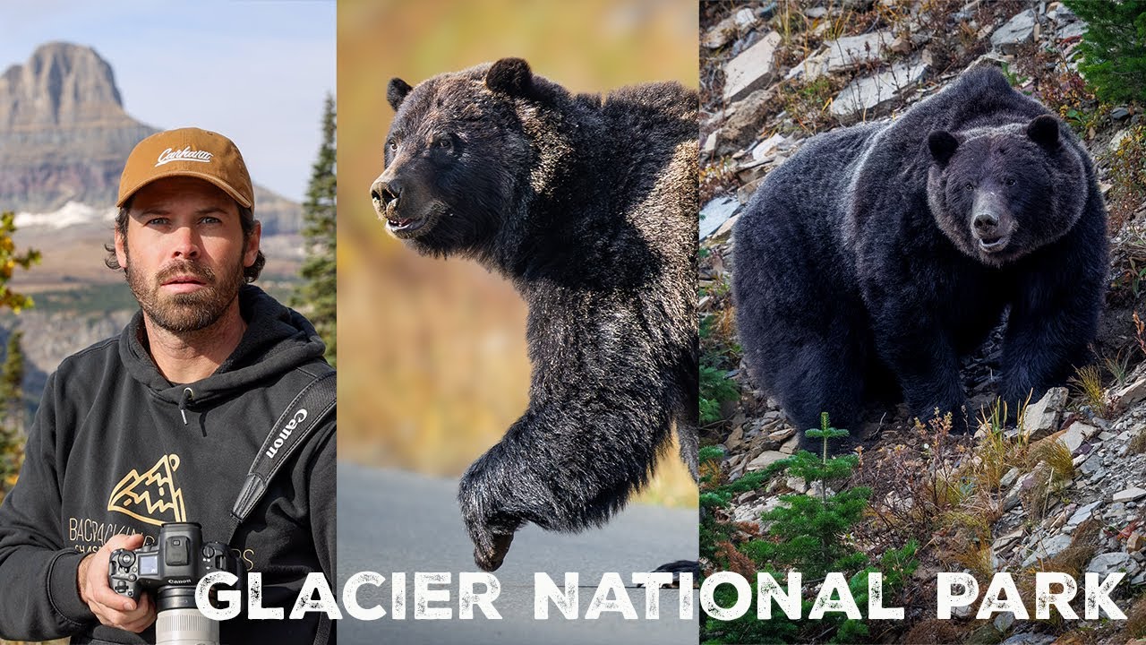 Massive Grizzly Bear Sighting in Glacier National Park