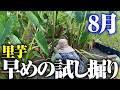 8月ですが里芋を試し掘りしました【エビ芋】【八ツ頭】【タケノコ芋・京芋】【ダーちゃんありがとう】