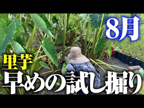8月ですが里芋を試し掘りしました【エビ芋】【八ツ頭】【タケノコ芋・京芋】【ダーちゃんありがとう】