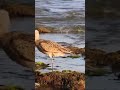 Long-Billed Curlew Bird | Theekholms #birds #ocean