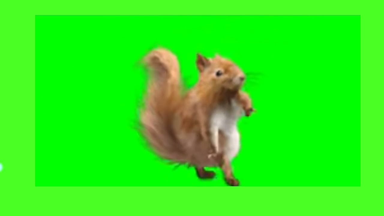3D green screen squirrel dance||green screen video