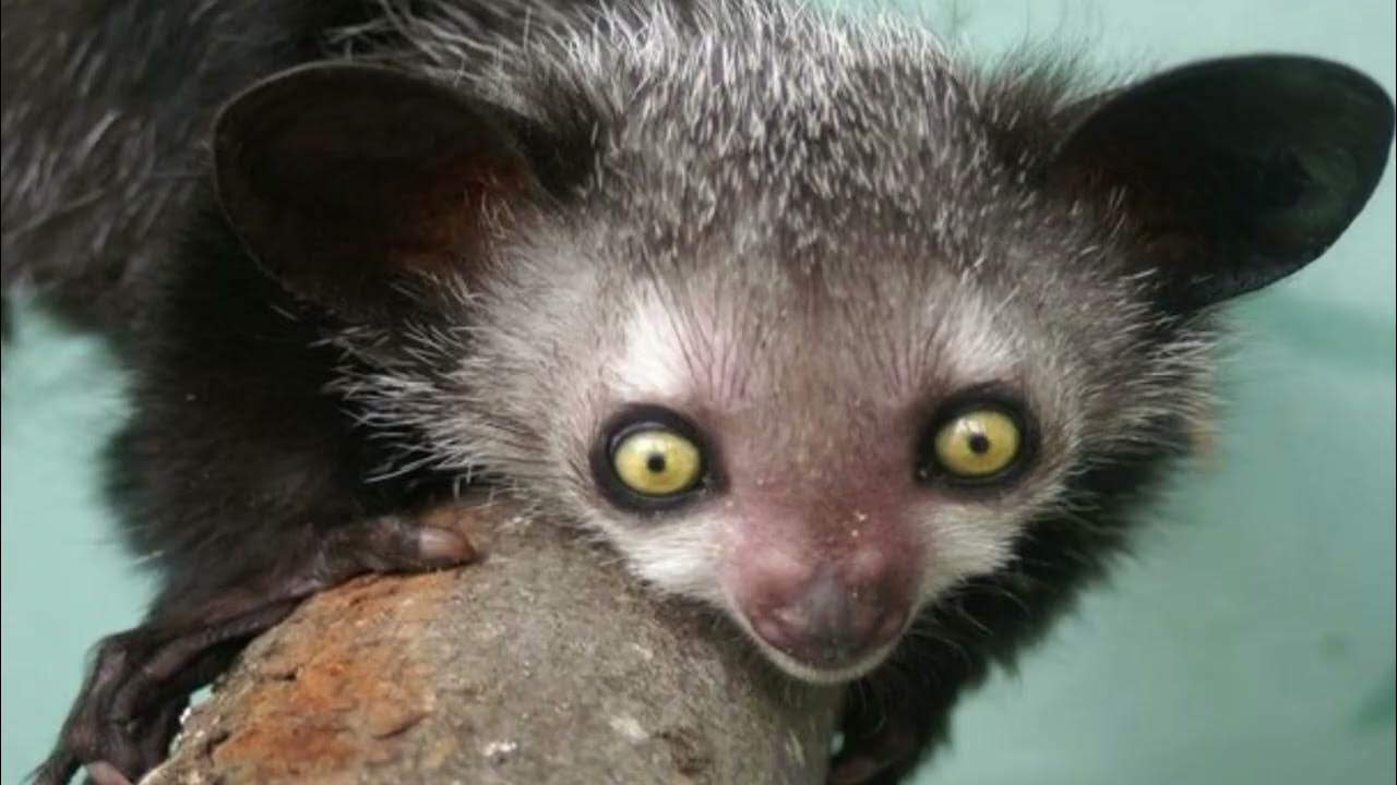 Мадагаскарская руконожка. Такая ай ай у нее. Мадагаскарский лемур руконожка. Такая ай ай у нее. Мадагаскарская руконожка.