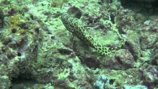 20111227潛水.mov