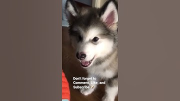 Husky Puppy Howls #shorts