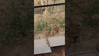 zoo time #ytshorts #shorts #viral #shortsfeed #baby #animals