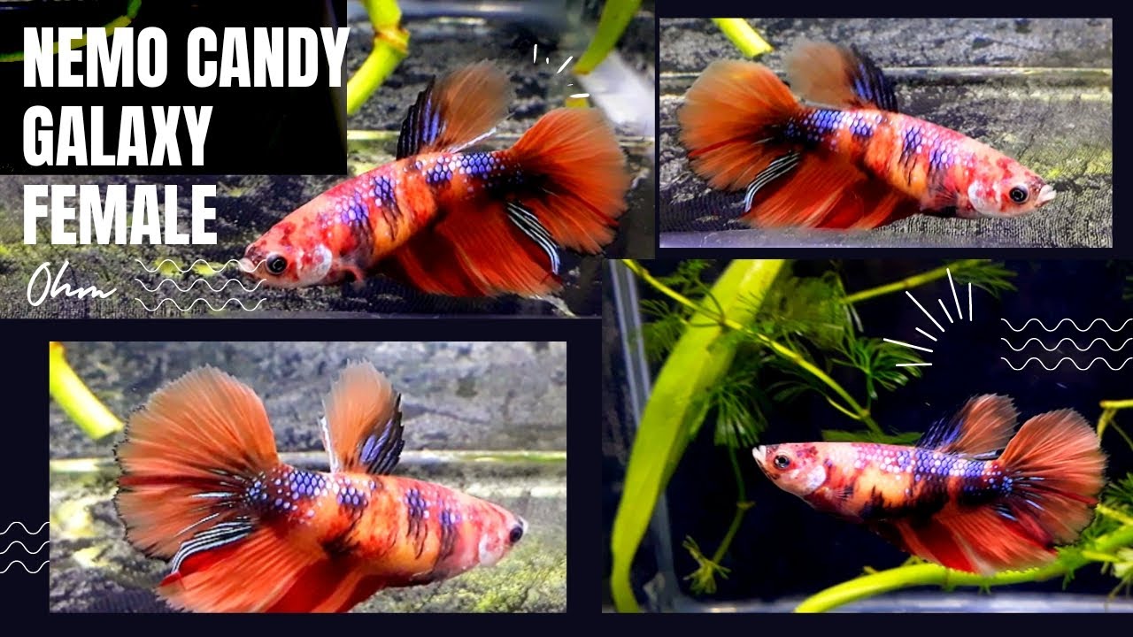 Nemo Candy Galaxy OHM Female betta Fish#bettafish - youtube