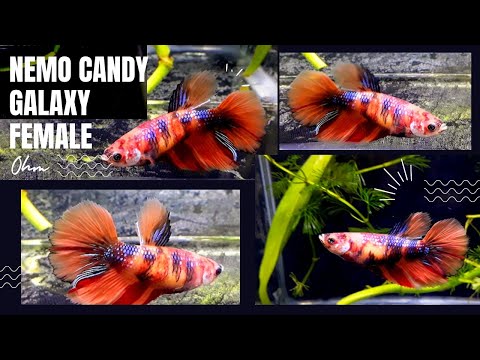 Video Nemo Candy Galaxy OHM Female betta Fish#bettafish - youtube