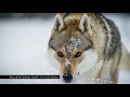 A Short History of the Czechoslovakian wolfdog